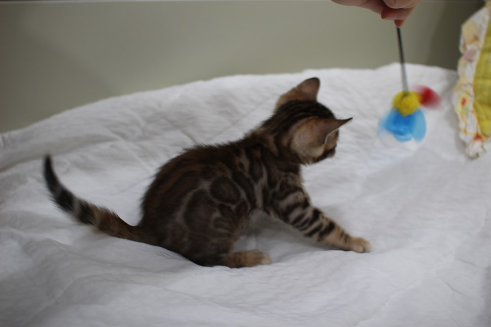 붉은빛 모색이 멋진 뱅갈고양이 남아4 분양해요~ 관련 이미지 11