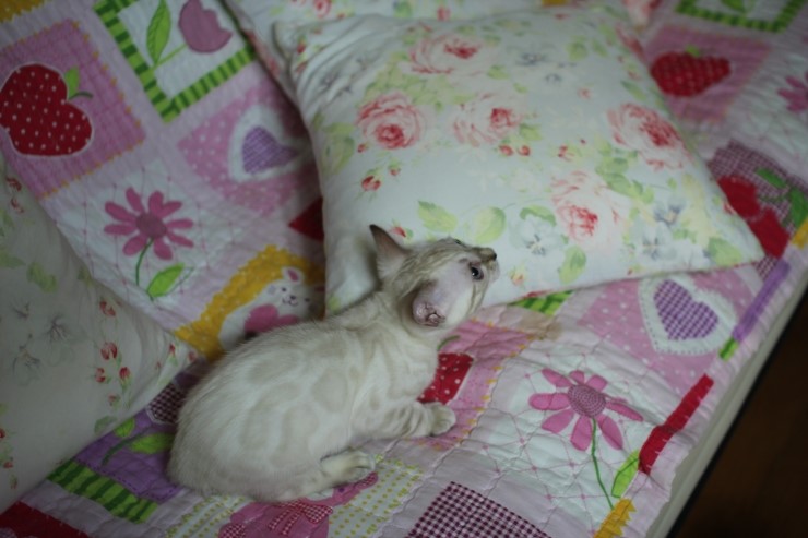 스노우뱅갈고양이 여아들 이쁘고 건강히 성장하고 있어요~ 관련 이미지 9