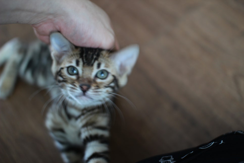 낯가림 없고 성격 최고인 뱅갈고양이 여아 분양해요~ 관련 이미지 7