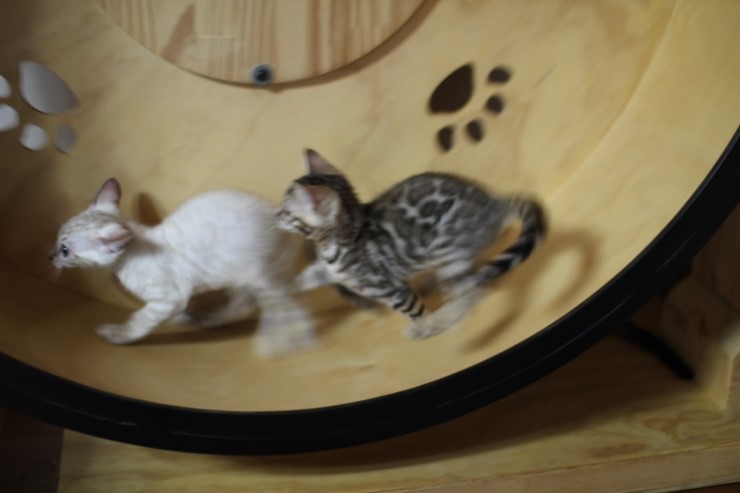 뱅갈고양이 캣휠 선수들 입장이요~ 관련 이미지 7