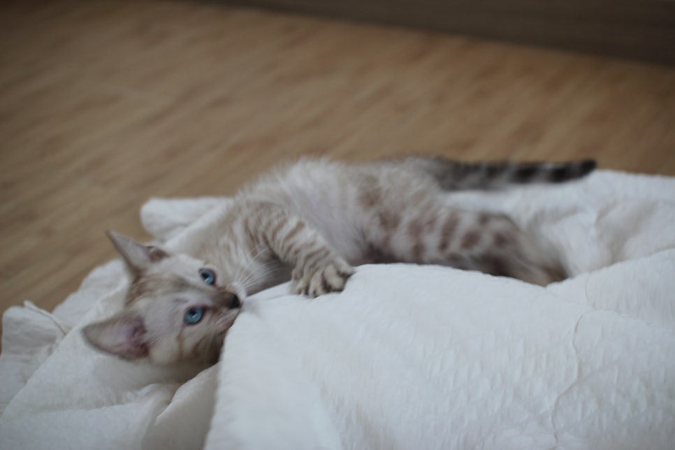 빅로젯 실밍크 뱅갈고양이 남아예요 관련 이미지 9