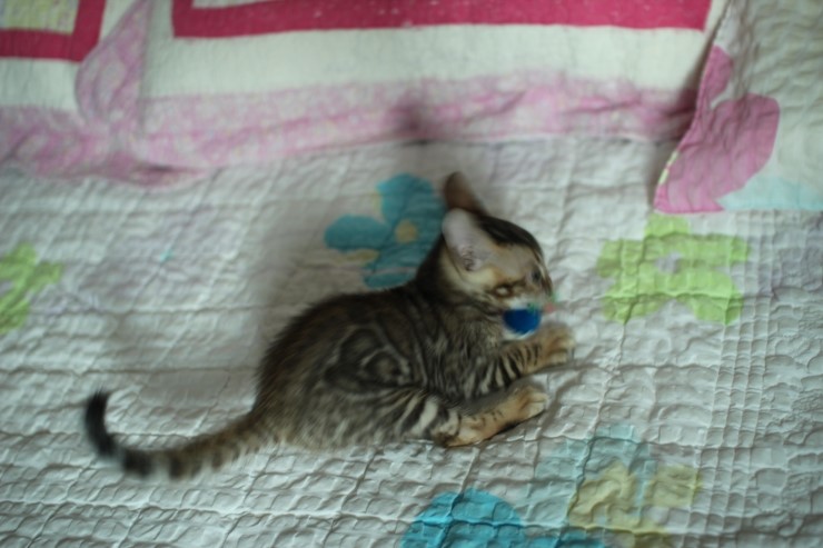 빅로젯 뱅갈고양이 남아예요~ 관련 이미지 8