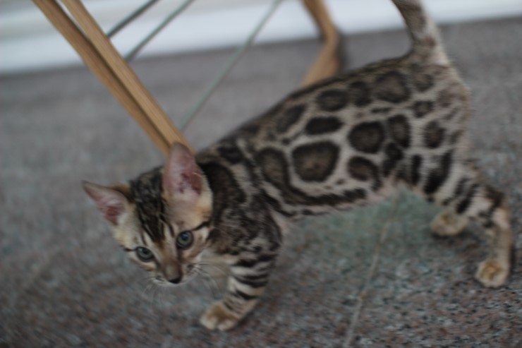 뱅갈고양이 남아 동글이 분양 합니다~ 관련 이미지 11