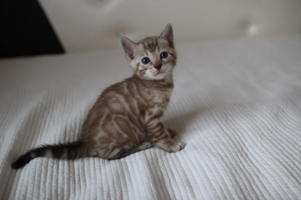 실밍크뱅갈고양이 여아 예약분양 하고 있어요~ 관련 이미지 1