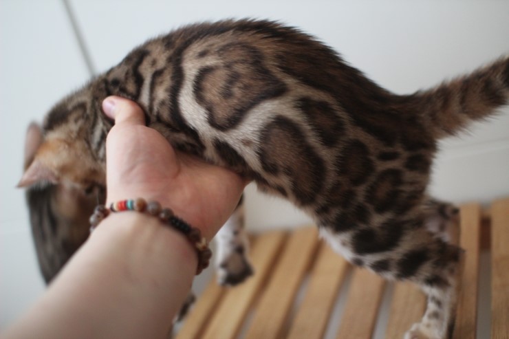 이쁘게 성장중인 뱅갈고양이 여아 중국이~ 관련 이미지 4