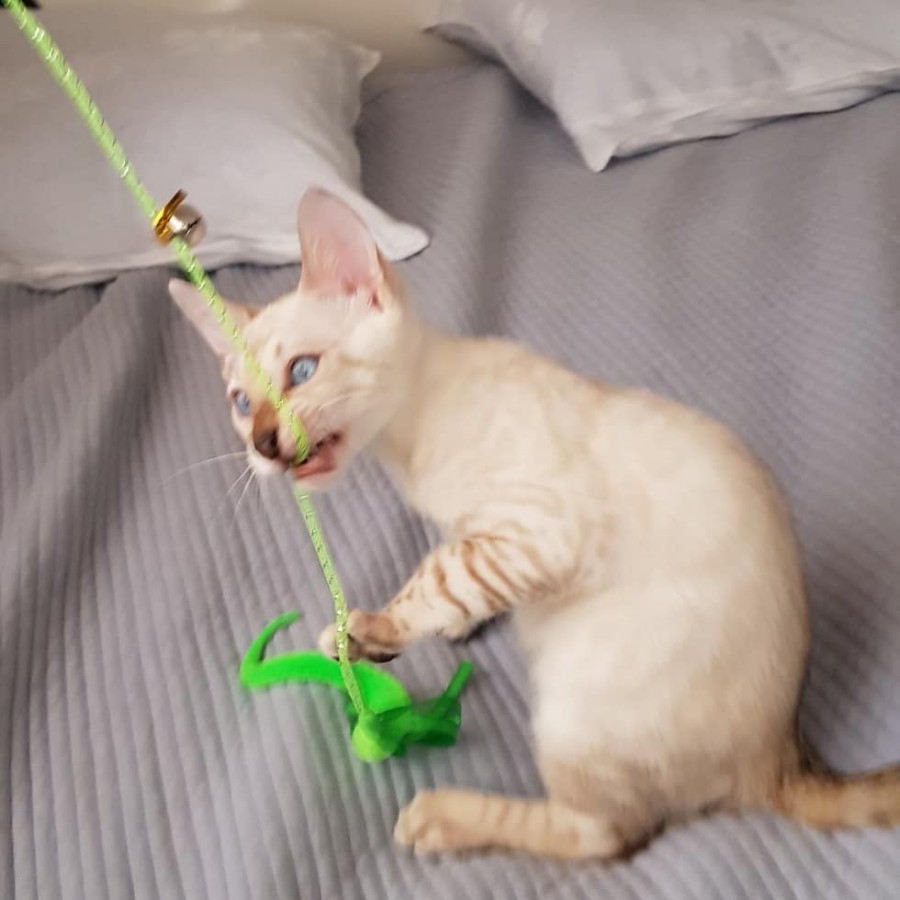 스노우뱅갈고양이 개냥이 남아 노는 모습 😁 관련 이미지 1