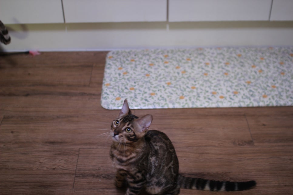 뱅갈고양이분양 요청 사진 입니다~ 관련 이미지 7