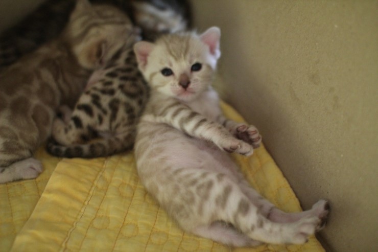 스노우 뱅갈고양이 밍크 키퍼 여아~ 관련 이미지 4