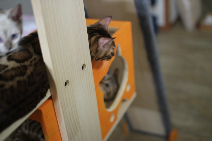 뱅갈고양이 아이들 일상~~~ 관련 이미지 3