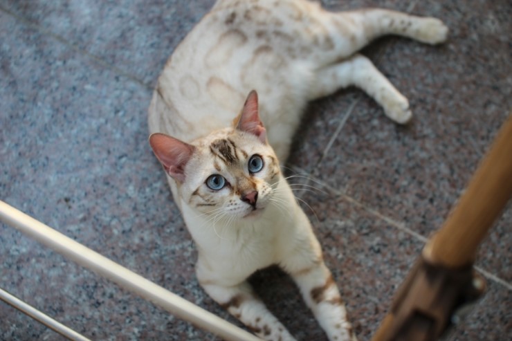 뱅갈고양이 키나와 스텔라 입니다~ 관련 이미지 1