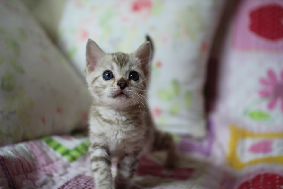 실밍크 뱅갈고양이 키퍼여아 입니다... 관련 이미지 3