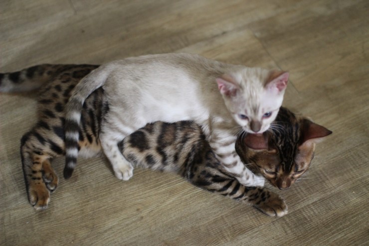 뱅갈고양이,뱅갈고양이 분양,순둥이 링컨이~~~ 관련 이미지 2