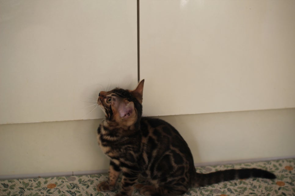 브라운 뱅갈고양이 분양중인 아이들 오늘 모습 입니다~ 관련 이미지 14