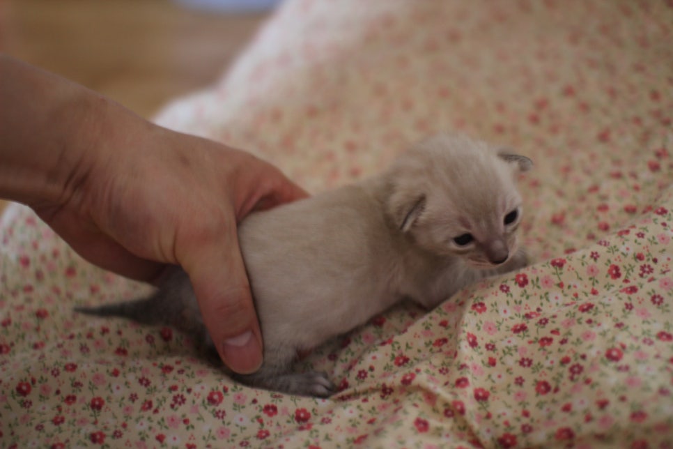 링스차콜 뱅갈고양이 남아 분양합니다~ 관련 이미지 1