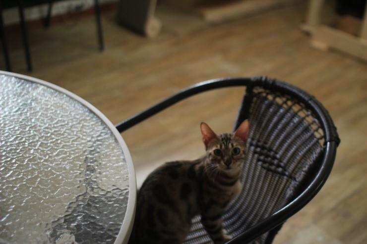 뱅갈고양이/벵갈고양이 아이들의 일상^^ 관련 이미지 9