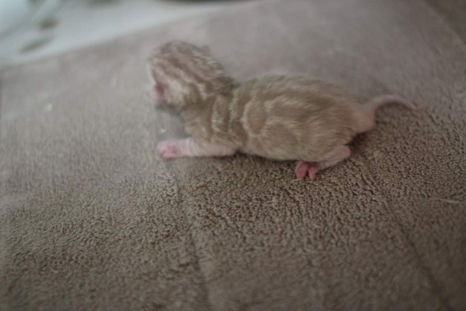 New litter 관련 이미지 1