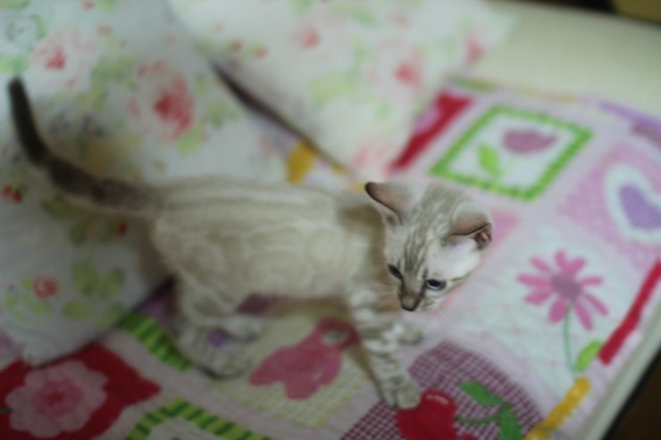 스노우뱅갈고양이 여아들 이쁘고 건강히 성장하고 있어요~ 관련 이미지 4