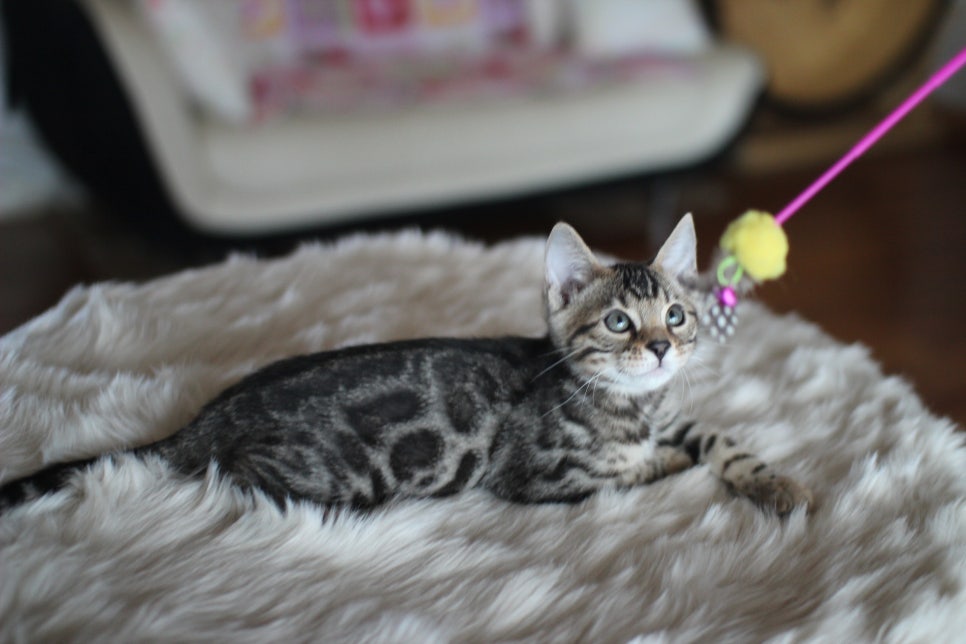 뱅갈고양이분양 멋진 빅로젯 아이들~ 관련 이미지 32