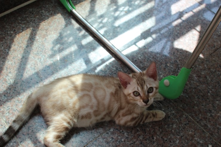 뱅갈고양이 남아 동글이와 곰돌이예요~ 관련 이미지 3