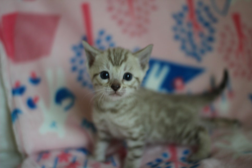 스노우뱅갈고양이 분양은 소유가 최고지! 관련 이미지 22