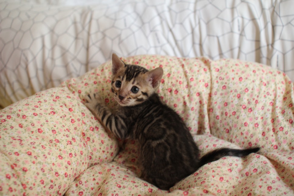 브라운 여아1 분양합니다~ 관련 이미지 4