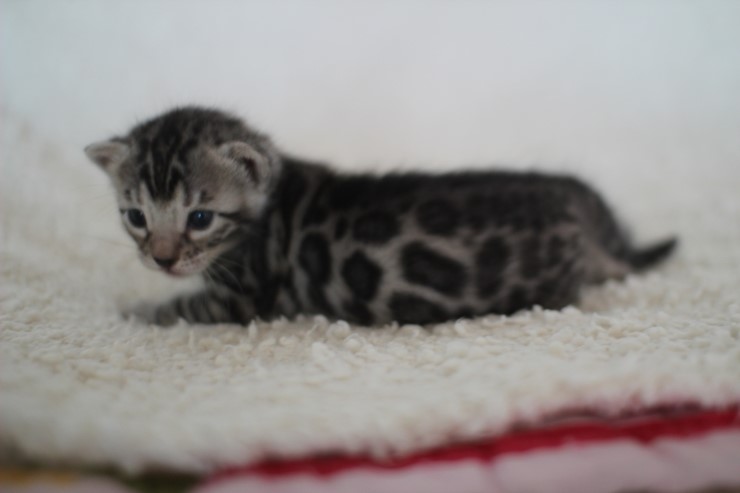 뱅갈고양이 분양 어쩜 이리도 화려할수 있을까 관련 이미지 15