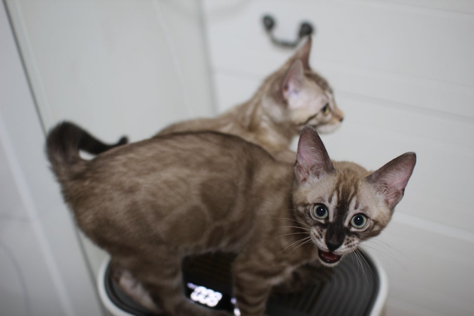 스노우뱅갈고양이 삼총사~ 관련 이미지 11