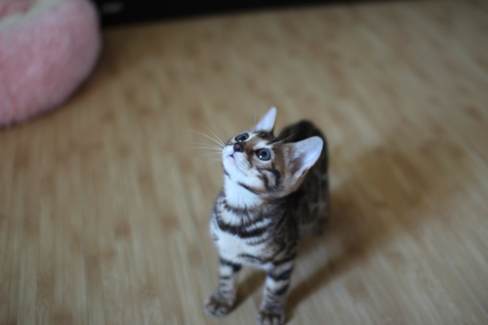 뱅갈고양이 실밍크,브라운 여아예요~ 관련 이미지 3