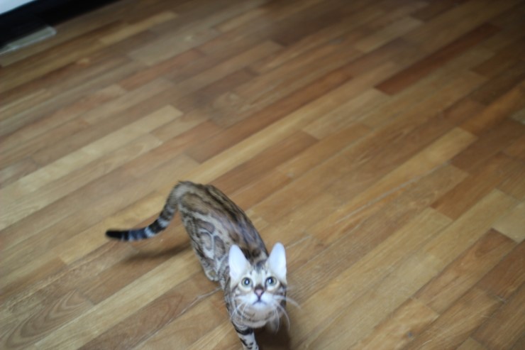 공중제비하는 뱅갈고양이 세라예요~ 관련 이미지 3