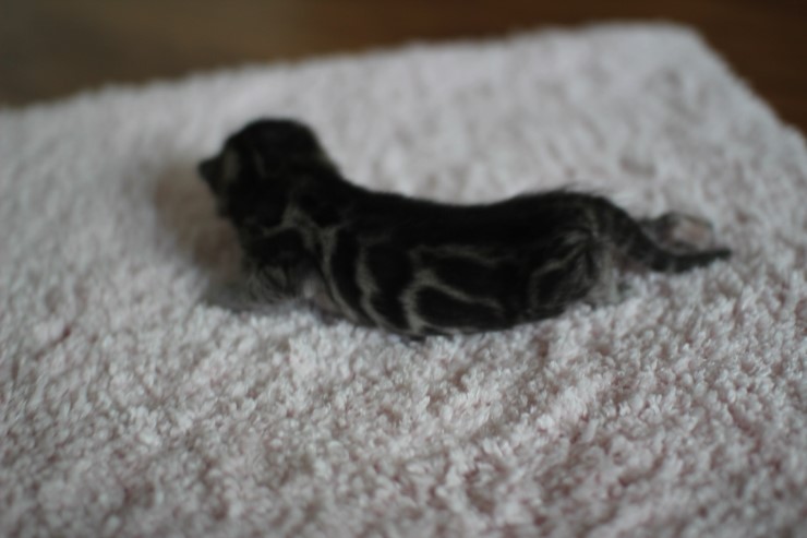 실버뱅갈고양이 꼬물이 여아예요 관련 이미지 3