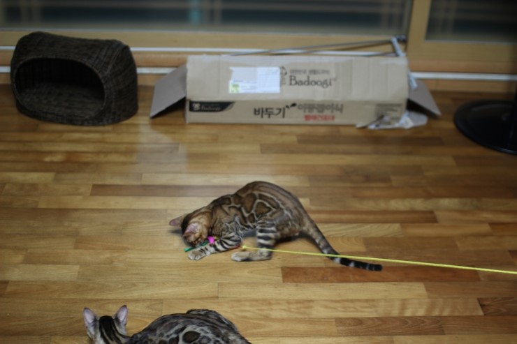 뱅갈고양이 아이들 신나게 노는 아이들~ 관련 이미지 19