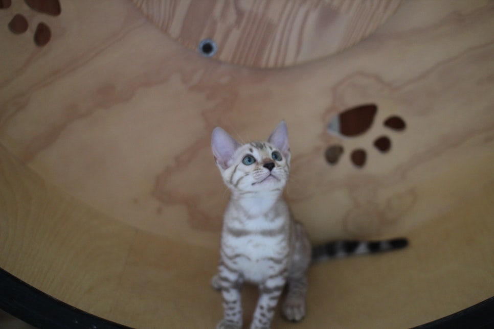 뱅갈고양이 이런 개냥이는 없다~ 관련 이미지 2