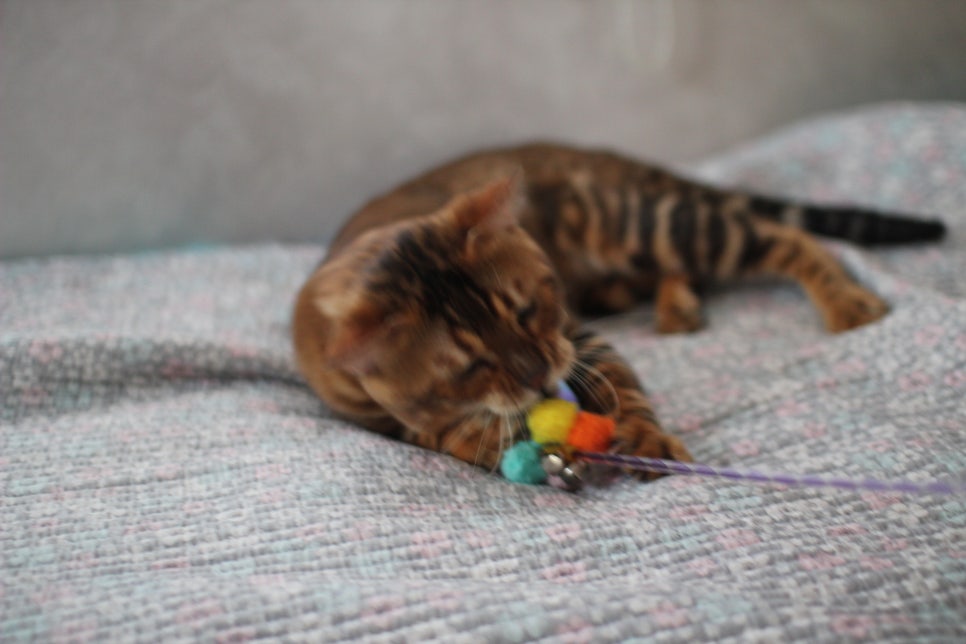 소유뱅갈캐터리 원탑 오랜만에 사진 찍었어요~ 관련 이미지 14