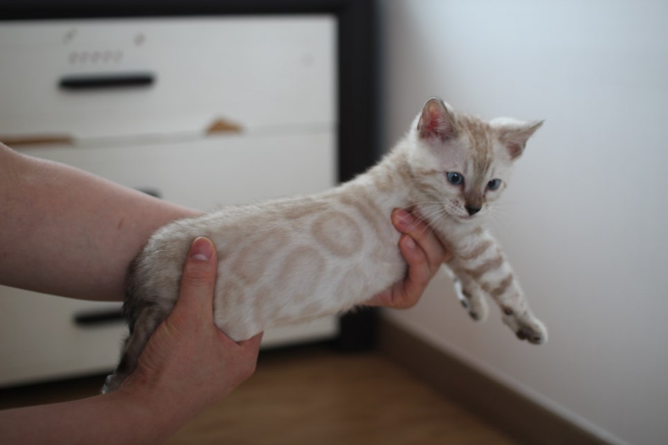 빅로젯 실밍크 뱅갈고양이 남아예요 관련 이미지 2