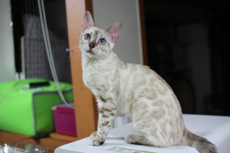 뱅갈고양이 휴식중.. 관련 이미지 4