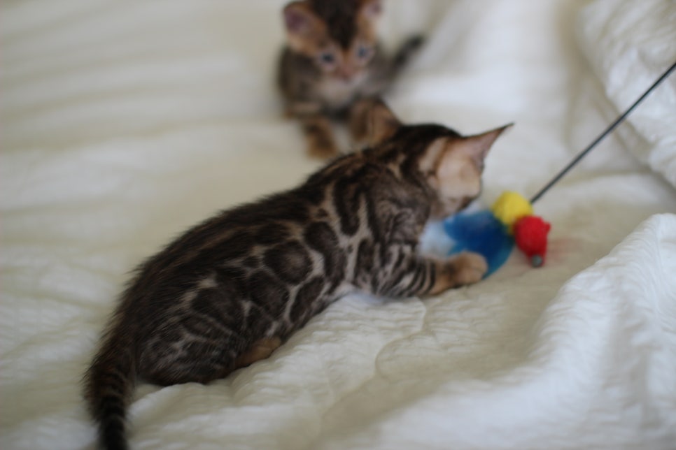 브라운 뱅갈고양이 남아2 분양합니다~ 관련 이미지 6