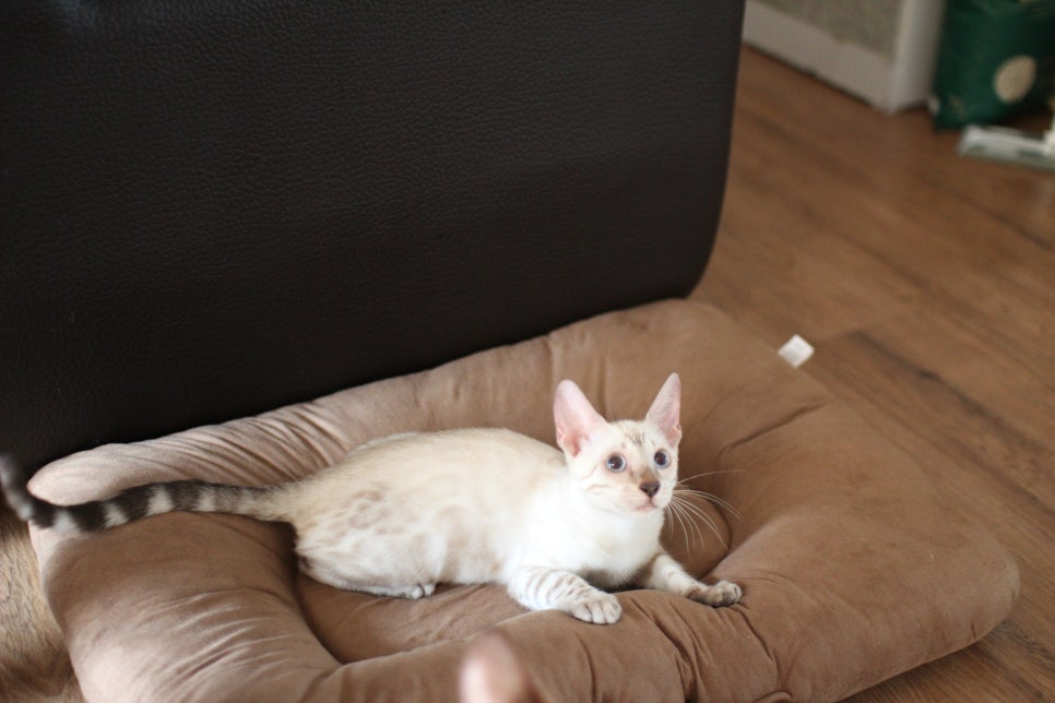 뱅갈고양이분양 너희들 강아지니? 고양이니? ^^ 관련 이미지 4