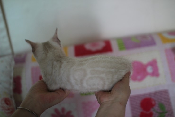 실링스뱅갈고양이 키퍼여아 많이 컸어요 관련 이미지 9