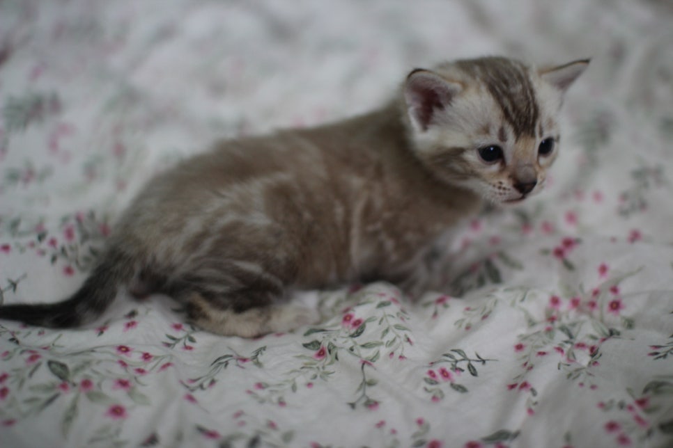 포동포동 성격좋은 건강한 실밍크뱅갈고양이 남아 분양해요~ 관련 이미지 6