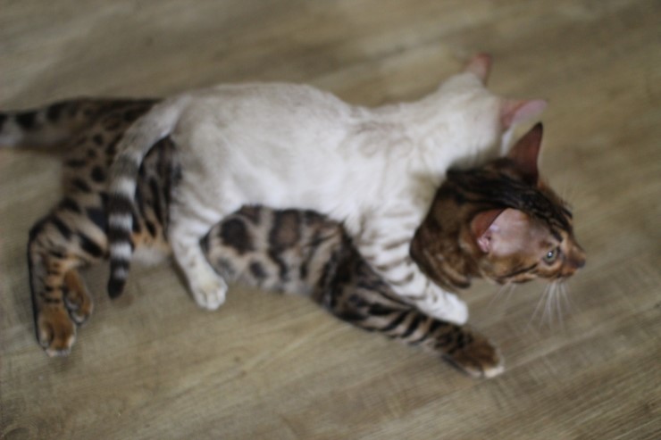 뱅갈고양이,뱅갈고양이 분양,순둥이 링컨이~~~ 관련 이미지 4