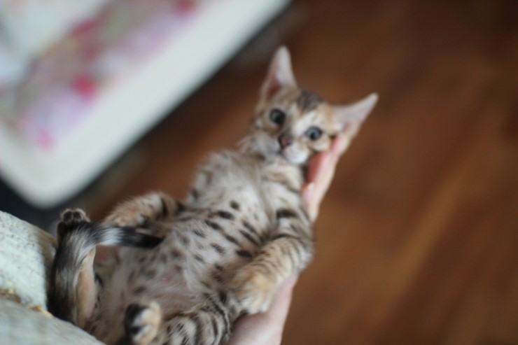 뱅갈고양이 분양은 멋진 로젯과 개냥이가 최고겠죠 관련 이미지 7