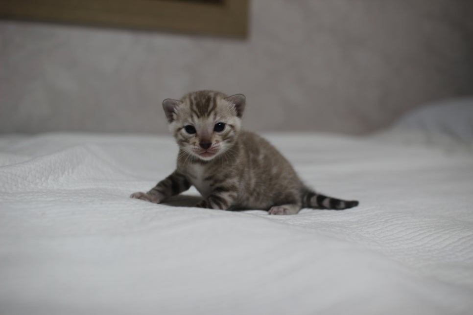 밍크뱅갈고양이 여아 분양 합니다~ 관련 이미지 1