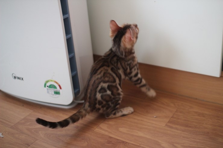 이쁘게 성장중인 뱅갈고양이 여아 중국이~ 관련 이미지 3