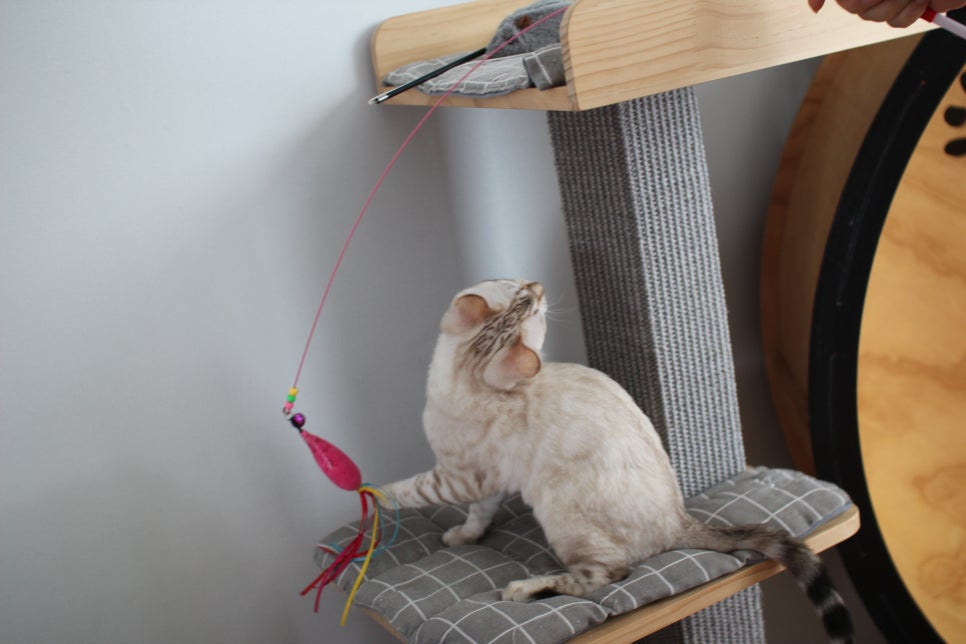 골골송 대마왕 스노우뱅갈고양이 여아 분양해요~ 관련 이미지 9