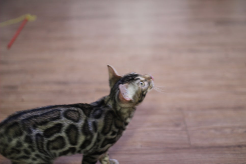 골골송 대마왕 브라운 뱅갈고양이 남아 분양해요~ 관련 이미지 4