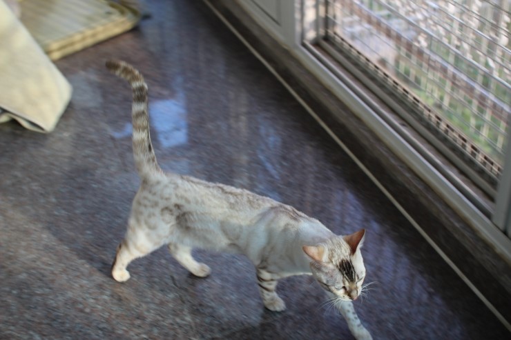 뱅갈고양이 키나와 스텔라 입니다~ 관련 이미지 3