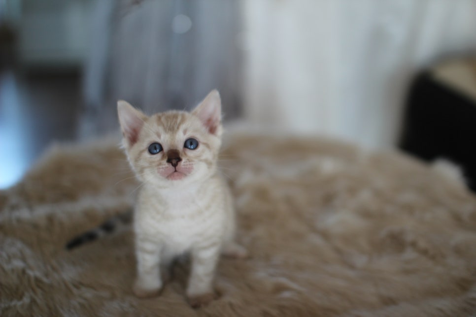 스노우뱅갈고양이 분양 오늘 빠져들어 볼까요? 관련 이미지 11