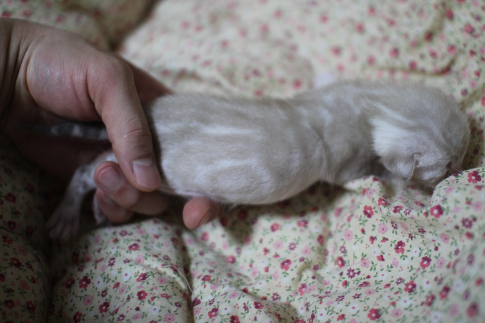 실밍크뱅갈고양이 꼬물이 여아예요~ 관련 이미지 1