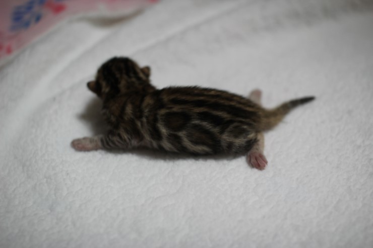 new litter 관련 이미지 3