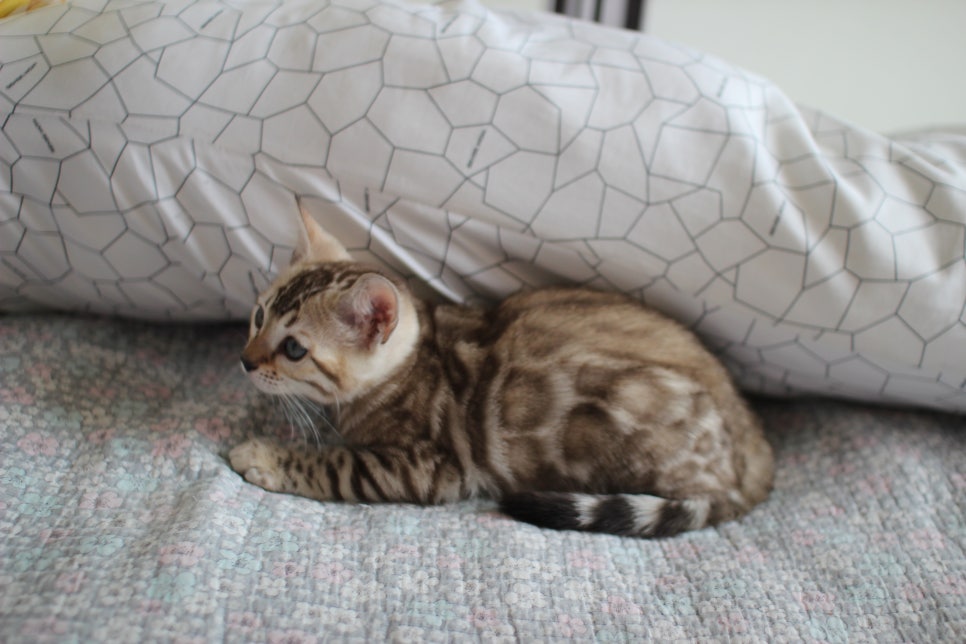 실밍크뱅갈고양이 개냥이 여아 분양해요~ 관련 이미지 5